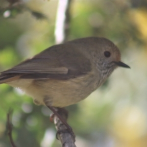 Acanthiza pusilla at Gundaroo, NSW - 19 Aug 2021 12:52 PM