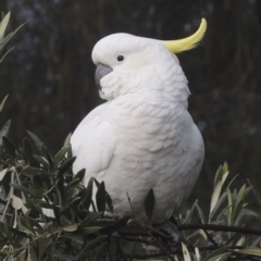 Cacatua galerita (Sulphur-crested Cockatoo) at Conder, ACT - 3 Aug 2021 by michaelb