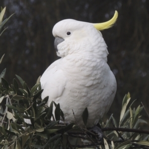 Cacatua galerita at Conder, ACT - 3 Aug 2021