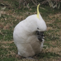 Cacatua galerita at Conder, ACT - 3 Aug 2021 03:33 PM