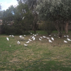 Cacatua galerita at Conder, ACT - 3 Aug 2021