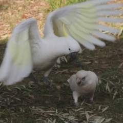 Cacatua sanguinea (Little Corella) at Conder, ACT - 4 Aug 2021 by michaelb