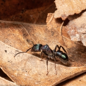 Rhytidoponera metallica at Macgregor, ACT - 19 Aug 2021