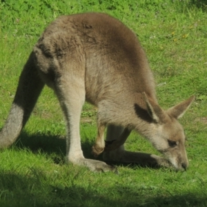 Macropus giganteus at Conder, ACT - 19 Aug 2021 09:26 AM