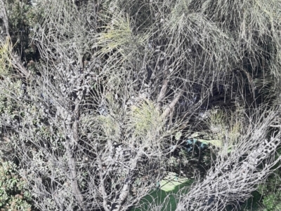 Allocasuarina verticillata (Drooping Sheoak) at Kingscote, SA - 20 Aug 2021 by laura.williams