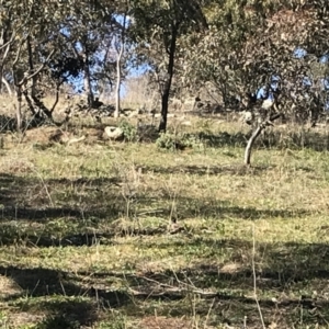 Acridotheres tristis at Deakin, ACT - 14 Aug 2021