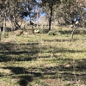 Acridotheres tristis at Deakin, ACT - 14 Aug 2021