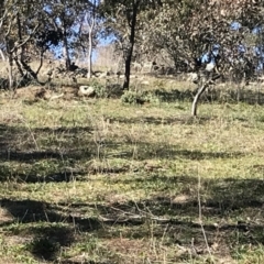 Acridotheres tristis at Deakin, ACT - 14 Aug 2021