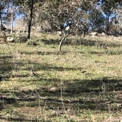 Acridotheres tristis at Deakin, ACT - 14 Aug 2021