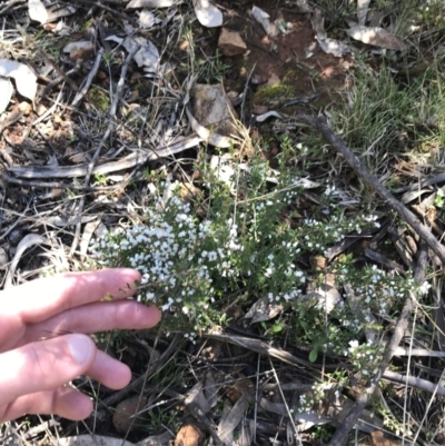 Cryptandra amara (Bitter Cryptandra) at Deakin, ACT - 14 Aug 2021 by Tapirlord