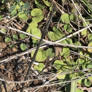 Dichondra repens at Deakin, ACT - 14 Aug 2021