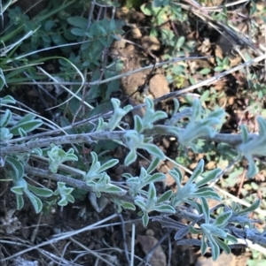 Vittadinia gracilis at Deakin, ACT - 14 Aug 2021 11:25 AM