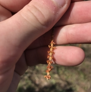 Allocasuarina verticillata at Deakin, ACT - 14 Aug 2021