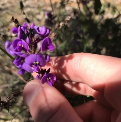 Hardenbergia violacea (False Sarsaparilla) at Deakin, ACT - 14 Aug 2021 by Tapirlord