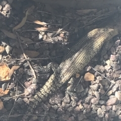 Egernia cunninghami (Cunningham's Skink) at Deakin, ACT - 14 Aug 2021 by Tapirlord