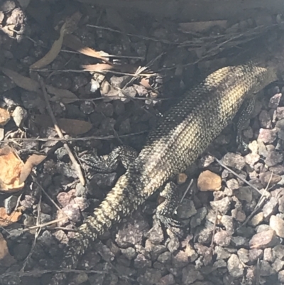 Egernia cunninghami (Cunningham's Skink) at Deakin, ACT - 14 Aug 2021 by Tapirlord