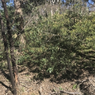 Gynatrix pulchella (Hemp Bush) at Deakin, ACT - 14 Aug 2021 by Tapirlord