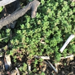 Crassula sieberiana (Austral Stonecrop) at Red Hill, ACT - 14 Aug 2021 by Tapirlord