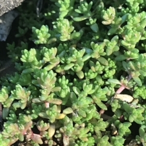 Crassula sieberiana at Red Hill, ACT - 14 Aug 2021 11:44 AM