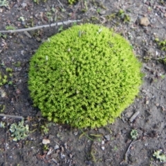 Pottiaceae (family) (A moss) at Aranda Bushland - 19 Aug 2021 by dwise