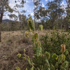 Correa reflexa var. reflexa (Common Correa, Native Fuchsia) at Kambah, ACT - 20 Aug 2021 by HelenCross