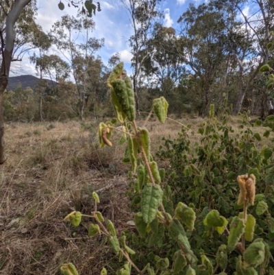 Correa reflexa var. reflexa (Common Correa, Native Fuchsia) at Kambah, ACT - 20 Aug 2021 by HelenCross