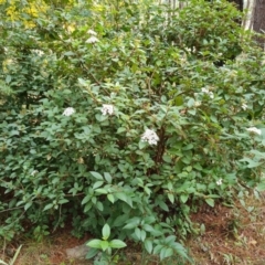 Viburnum tinus (Laurustinus) at Isaacs, ACT - 20 Aug 2021 by Mike