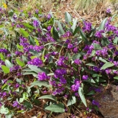 Hardenbergia violacea (False Sarsaparilla) at Isaacs, ACT - 20 Aug 2021 by Mike