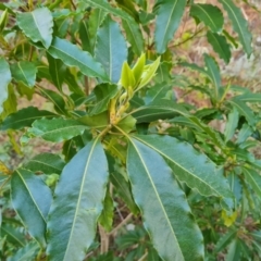 Pittosporum undulatum (Sweet Pittosporum) at Isaacs Ridge - 20 Aug 2021 by Mike