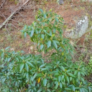 Pittosporum undulatum at Isaacs, ACT - 20 Aug 2021