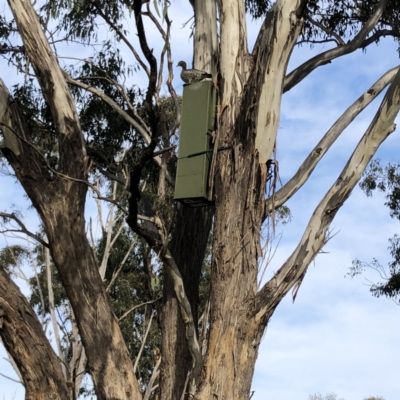 Chenonetta jubata (Australian Wood Duck) at Garran, ACT - 18 Aug 2021 by ruthkerruish