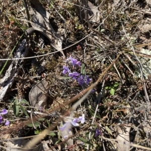 Hovea heterophylla at Throsby, ACT - 20 Aug 2021