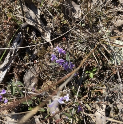 Hovea heterophylla (Common Hovea) at Throsby, ACT - 20 Aug 2021 by Jenny54