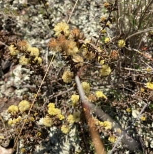 Acacia gunnii at Throsby, ACT - 20 Aug 2021