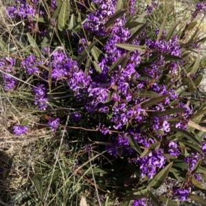 Hardenbergia violacea at Throsby, ACT - 20 Aug 2021 12:37 PM