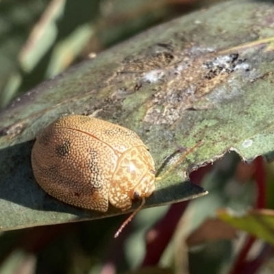 Paropsis atomaria (Eucalyptus leaf beetle) at Googong, NSW - 17 Aug 2021 by cherylhodges