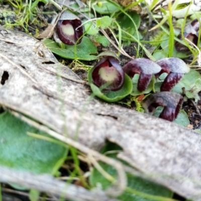 Corysanthes incurva (Slaty Helmet Orchid) at Wanniassa Hill - 20 Aug 2021 by Liam.m