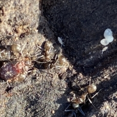 Formicidae (family) (Unidentified ant) at Macarthur, ACT - 19 Aug 2021 by RAllen