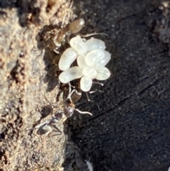 Formicidae (family) at Macarthur, ACT - 19 Aug 2021