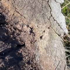 Formicidae (family) at Macarthur, ACT - 19 Aug 2021