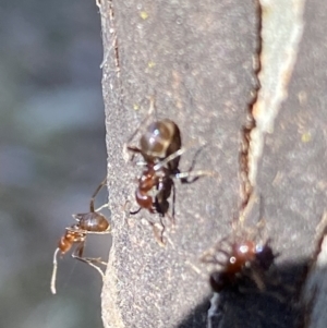 Papyrius sp. (genus) at Macarthur, ACT - 19 Aug 2021