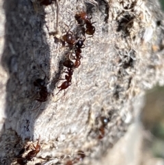 Papyrius sp. (genus) at Macarthur, ACT - 19 Aug 2021