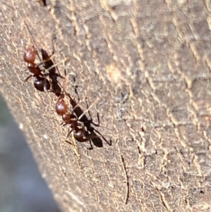 Papyrius sp. (genus) at Macarthur, ACT - 19 Aug 2021