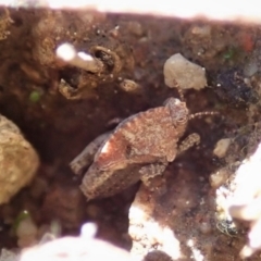 Tetrigidae (family) (Pygmy grasshopper) at Cook, ACT - 17 Aug 2021 by CathB