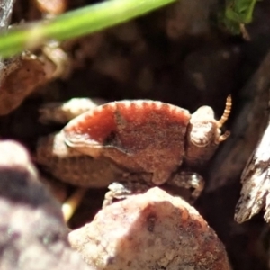 Tetrigidae (family) at Cook, ACT - 17 Aug 2021