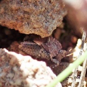 Tetrigidae (family) at Cook, ACT - 17 Aug 2021