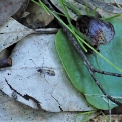 Mycetophilidae sp. (family) at Holt, ACT - 12 Aug 2021 by CathB