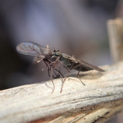 Therevidae (family) (Unidentified stiletto fly) at Holt, ACT - 15 Jun 2021 by CathB