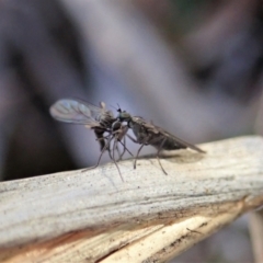 Therevidae (family) at Holt, ACT - 15 Jun 2021 03:59 PM