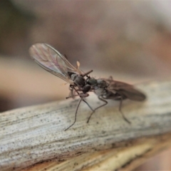 Therevidae (family) at Holt, ACT - 15 Jun 2021 03:59 PM